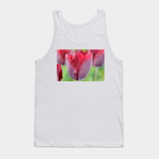 Tulipa  &#39;Ronaldo&#39;   Triumph Group Tulip Tank Top